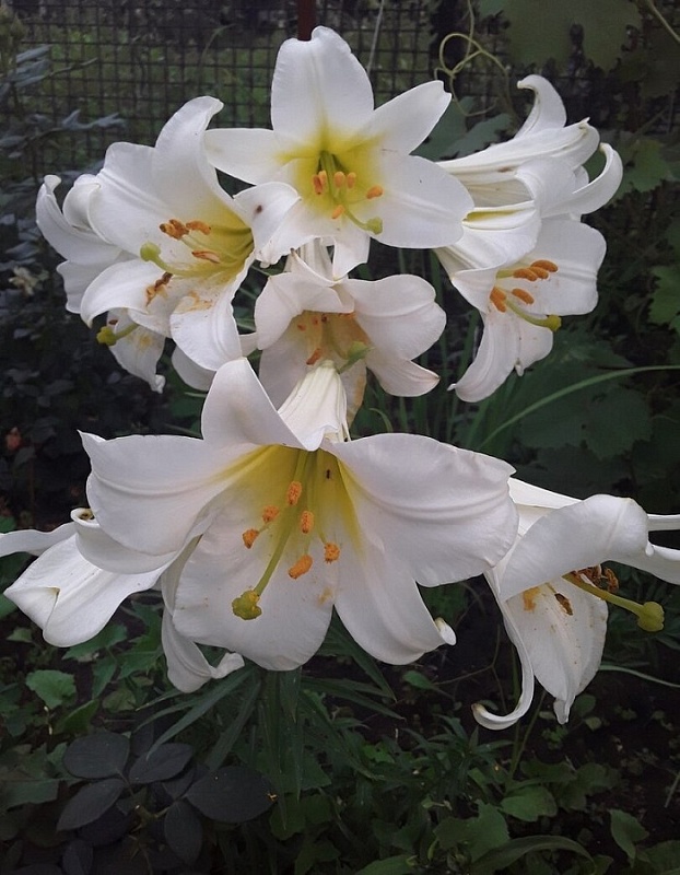 Лилия Регале Альбум